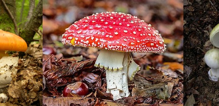 Champignons amanites