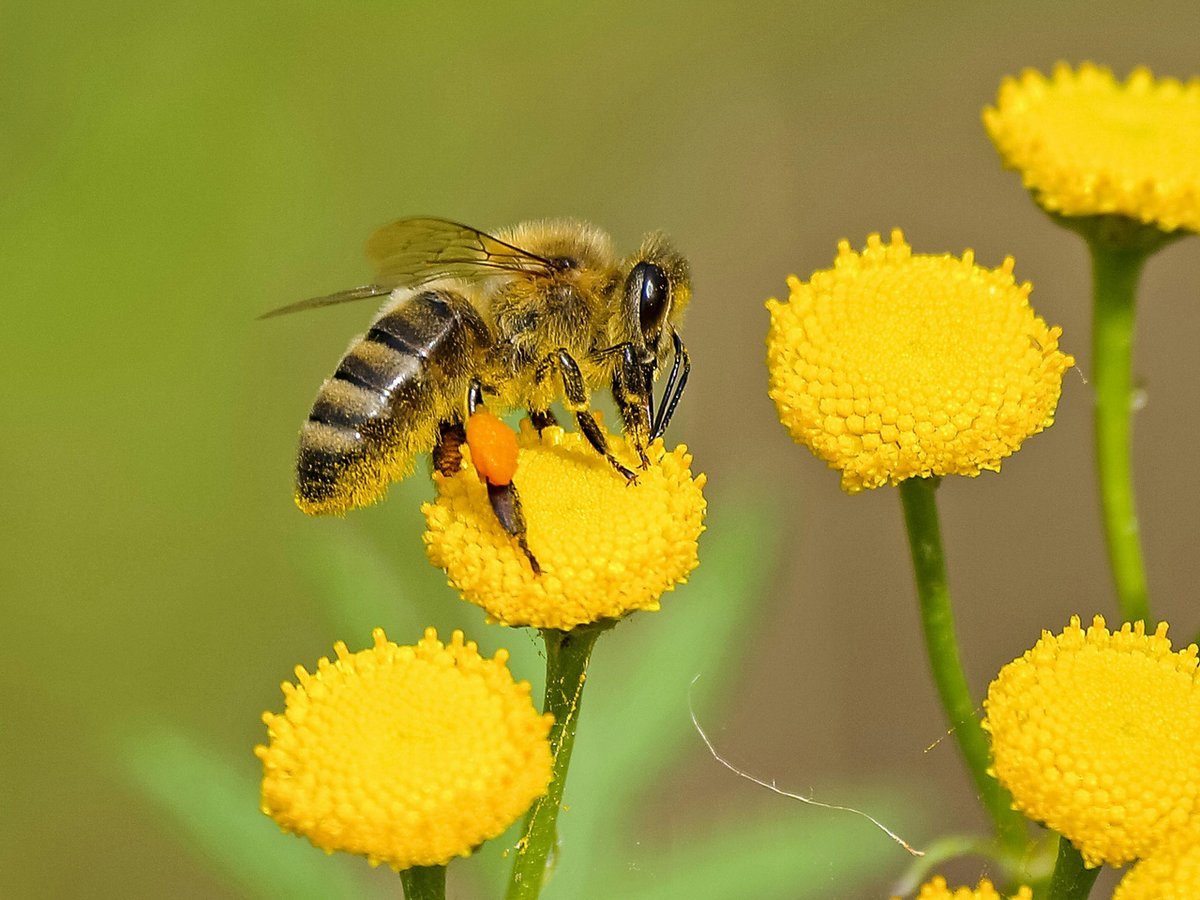 Abeille fleurs 